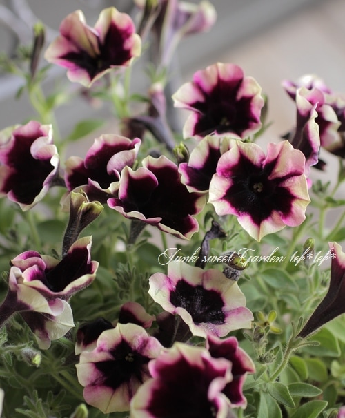 ペチュニア 『チャーリー』 | すべての商品 | | Junk sweet Garden tef