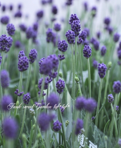 イングリッシュラベンダー『ふらのぶるー』 青花 | すべての商品