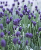 ���󥰥�å����٥�����ؤդ�Τ֤롼�١��Ĳ�