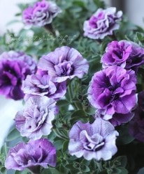 ڲ¤󥪥ꥸʥ Ȭź餭ڥ˥ إۥåץޥ ֥롼٥꡼