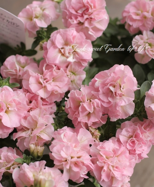 花日和さんオリジナル】 八重咲きペチュニア 『ホイップマカロン