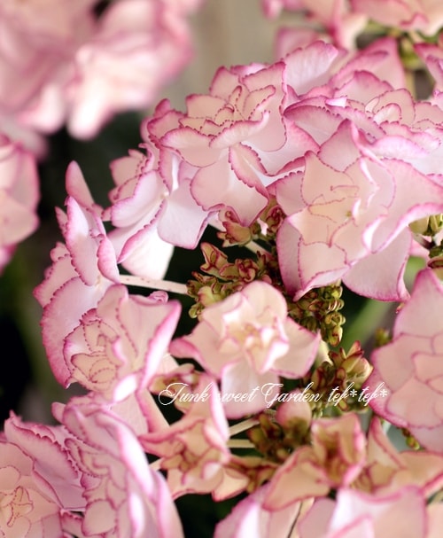 八重咲き紫陽花 Keiko ピンク すべての商品 Junk Sweet Garden Tef Tef
