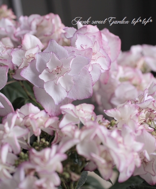 八重咲き紫陽花 『KEIKO』 パープル | すべての商品 | | Junk sweet