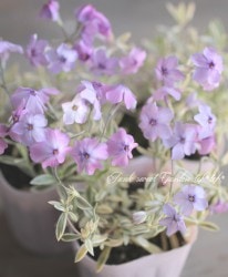 ���դ�ȴ������������������ɺ��ե��å������ץ�����٥󥹡��إХꥬ������