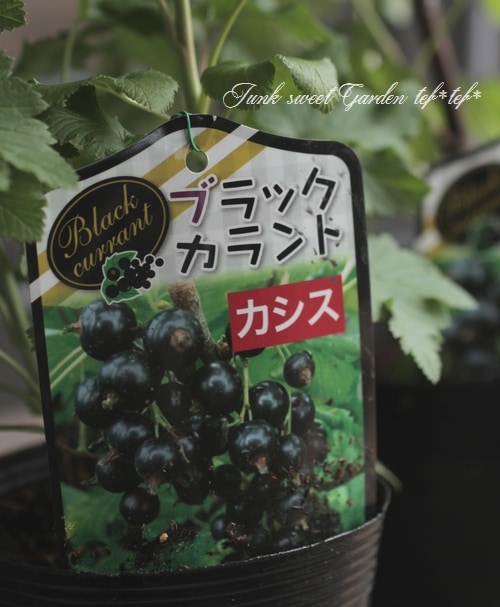 果樹 黒房すぐり ブラックカラント カシス すべての商品 Junk Sweet Garden Tef Tef