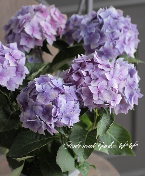 秋色紫陽花 『星がすり』 | すべての商品 | | Junk sweet Garden tef*tef*