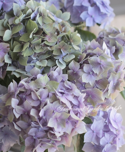 秋色紫陽花 『星がすり』 | すべての商品 | | Junk sweet Garden tef*tef*