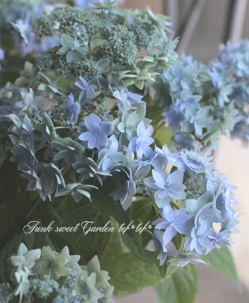 紫陽花苗 秋色紫陽花 『見方八重 -ミカタヤエ-』 山紫陽花 | すべての商品