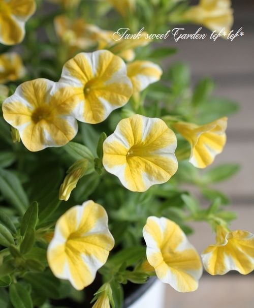 カリブラコア スーパーベル レモンスライス すべての商品 Junk Sweet Garden Tef Tef