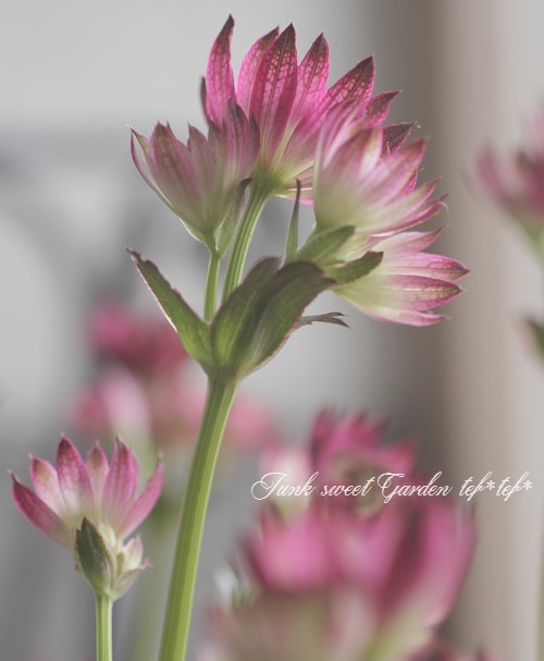 アストランチャ 『ベニス』 | すべての商品 | | Junk sweet Garden tef