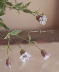 �����ꥷ��͡���˥ե����顡�إ�����ԥ󥯡�