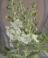 إ󥲥˥إ󥸥륹ۥ磻ȡ