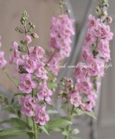 إ󥲥˥إ󥸥륹ԥ󥯡