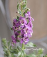 إ󥲥˥إ󥸥륹ѡץ