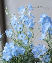 �ǥ�ե��˥��ࡡ�إ������֥롼��