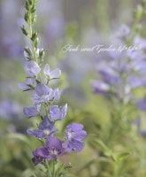 �٥��˥��� �إХ饨�ƥ��١��İ��������ꡪ