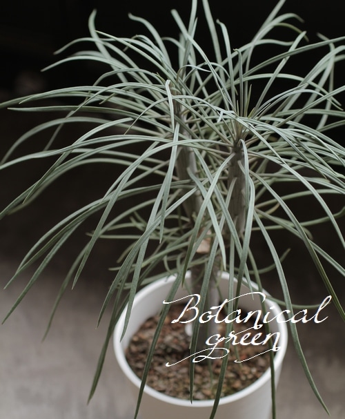 セネシオ クレイニア 『モンキーツリー』 すべての商品 Junk sweet Garden tef*tef*