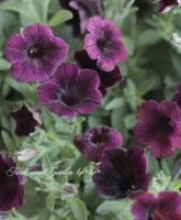 �˾���¿�����ڥ���˥��������르���إ٥�٥åȥѡ��ץ��