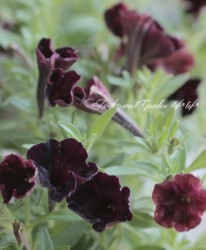 ˾¿ڥ˥르إ֥å٥٥åȡ