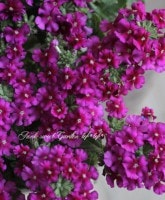 �ɺ��С��٥ʡ������ȥ�顡�إ������ѡ��ץ��