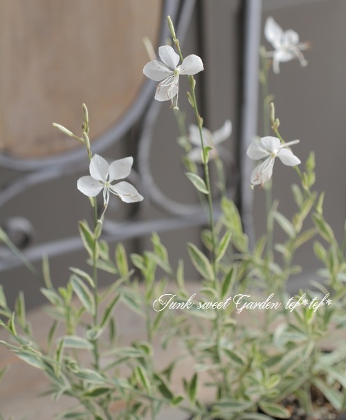 【白銀の露】完全親株　多頭4頭以上！　極上斑 斑入りガウラ 『ホワイト』 | すべての商品 | | Junk sweet Garden tef