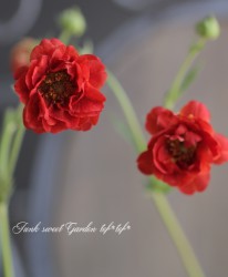 Ȭź餭ࡡإ֥쥤󥰥󥻥åȡ