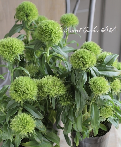 ダイアンサス 『まりも』 テマリソウ ナデシコ | すべての商品