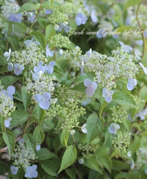 山紫陽花 『伊予の五月雨 -イヨノサミダレ-』 | すべての商品 | | Junk