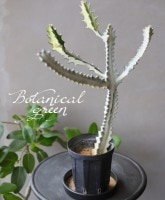 �桼�ե���ӥ����إۥ磻�ȥ������ȡ١�C������ǰ�Ƥ��롪