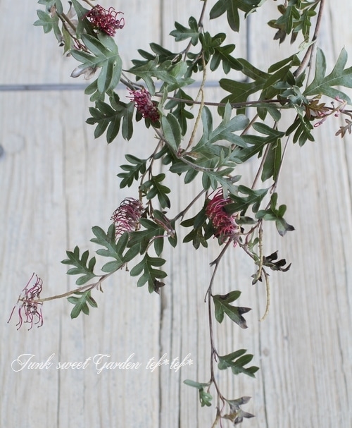 グレビレア 『 ガウディチャウディ』 オーストラリアンプランツ