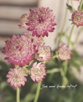 ڲ֤ͭ̾ʥȥ㡡إࡼ롼