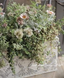 tef*tef*�󤻿��� 2017 * no.23 *���١�����ԥ󥯡ߥ��꡼��