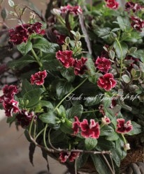 tef*tef*�󤻿��� 2017 * no.24 *���˥��˥������إΥ֥쥹�١إ�ʥꥶ��