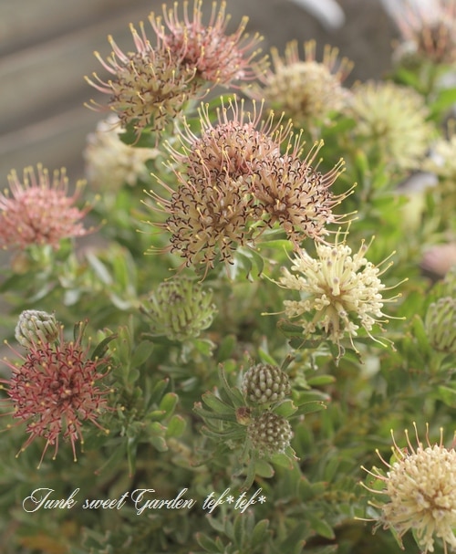 リューコスペルマム 『ハルバルー』 オーストラリアンプランツ