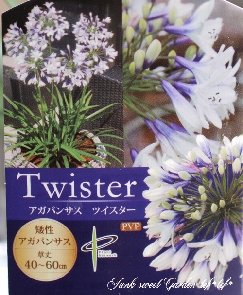 アガパンサス 『ツイスター』 コンパクト品種！バイカラー 色変わり