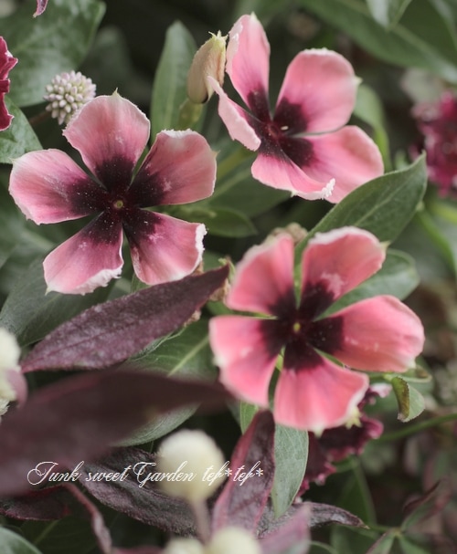 北島園芸オリジナル】 ニチニチソウ 『モネ』 【Aタイプ】 | すべての