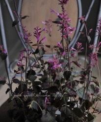 Ƽ�ե����������������إܥ���١�