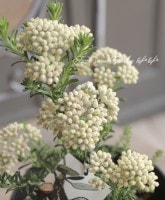 饤ե̥إǥ󥹡١ȥꥢץ