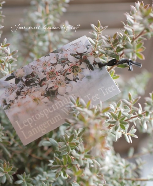 Yuyu様専用ページ レモンマートル レプトスペルマムホワイトティーツリー 植物 観葉植物 在庫処分大特価 Www Waterfordfoundation Org