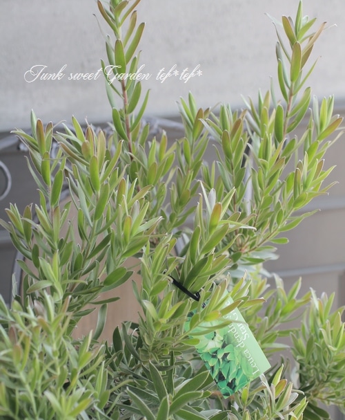 特大株】 貴重！リューカデンドロン 『スターグリーン