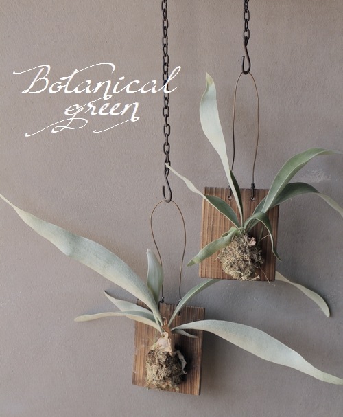 veitchii Auburn river oc ビカクシダ、コウモリ P. veitchii auburn