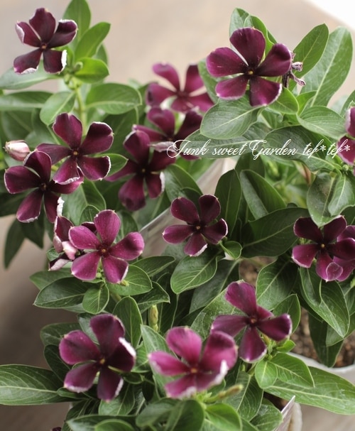 北島園芸オリジナル】ニチニチソウ 『ブラックスワン』 | すべての商品