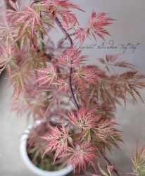 ��ߥ�������-������-���عȻ޿�졡-�٥˥�����-��