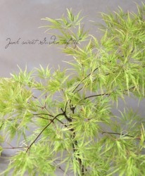 ��ߥ�������-������-�����Ļ޿�졡-����������-��