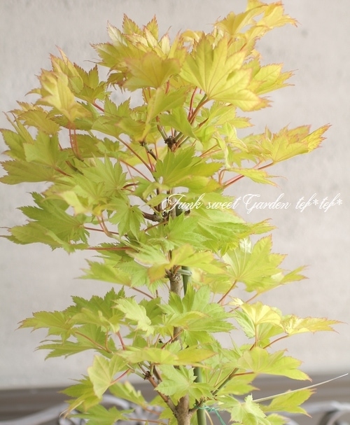 モミジ 楓 -カエデ- 『金隠れ -キンカクレ-』 | すべての商品 | | Junk