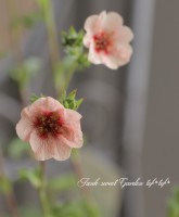 ݥƥƥ顡.إݥåץåǥʡ