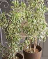 �ڴ��տ�ʪ�ۡ��ե��������٥󥸥�ߥ������ꥷ�������󡡡إ˥�������