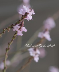 �ɺ���Ƽ�եС��٥ʡ��إХ�ץȥ�١�
