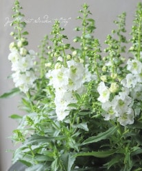 إ󥲥˥إ󥸥롦ۥ磻ȡ