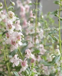 إ󥲥˥إ󥸥롦饤ȥԥ󥯡